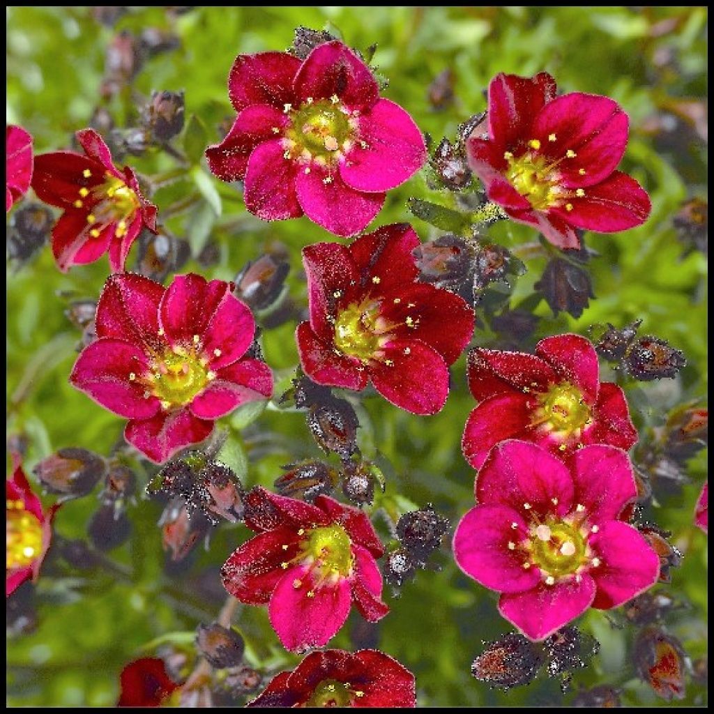Saxifraga Deep Red Qt