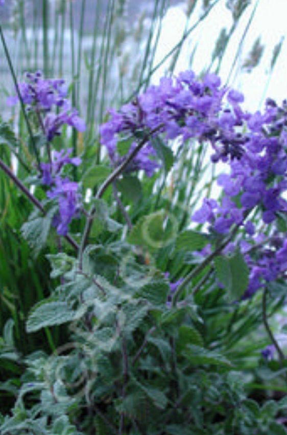 Nepeta  Dropmore QT