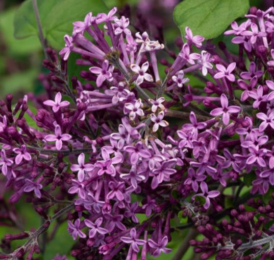 Syringa Bloomerang Dark Purple 3T