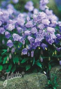 Campanula Bavarian Blue 4&quot;