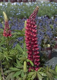 Lupine The Pages 4&quot;