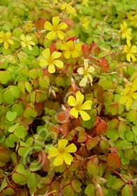 Oxalis Sunset Velvet 4&quot;