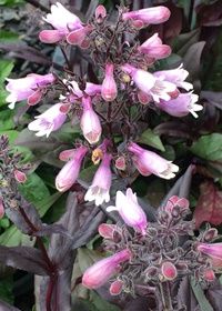 Penstemon Dakota Burgundy 1 gal