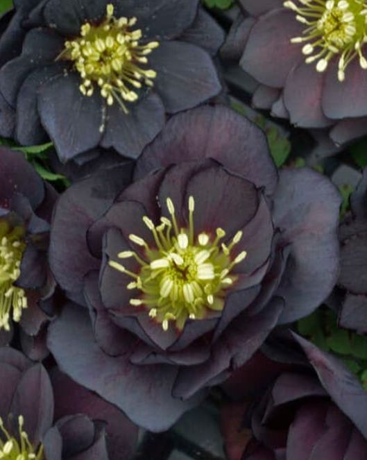 Hellebore dark &amp; handsome 1 gal