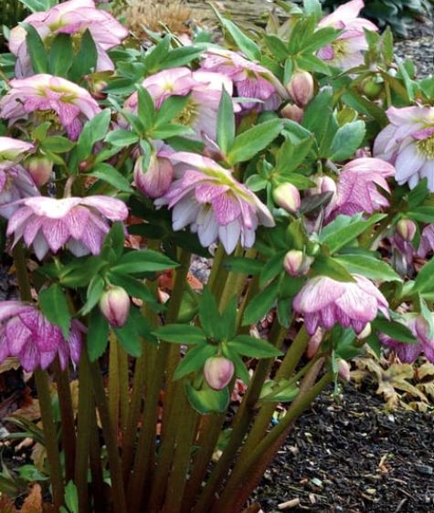 Hellebore peppermint ice 1 gal