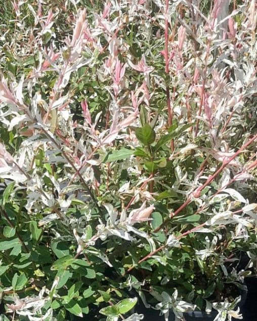 Salix Hakuro Nishiki 5 gal