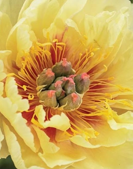 Peony Itoh garden treasure 2 gal