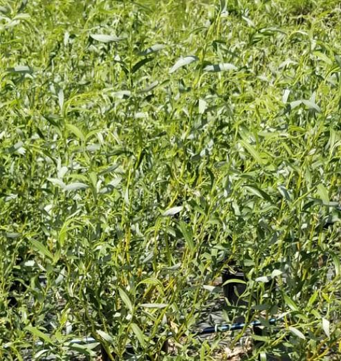 Salix Golden curls 5 gal