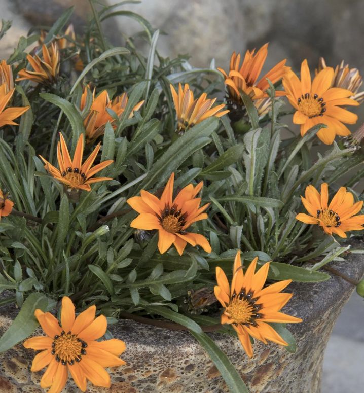 Gazania tanager 1 gal