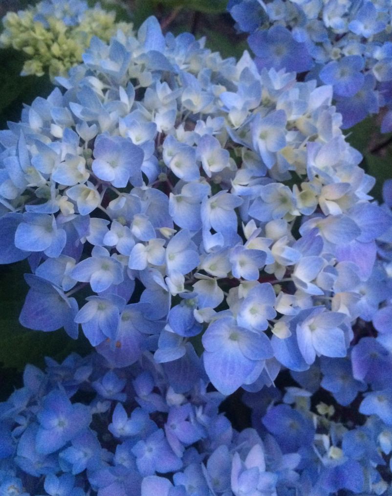 Hydrangea blue enchantress 1 gal