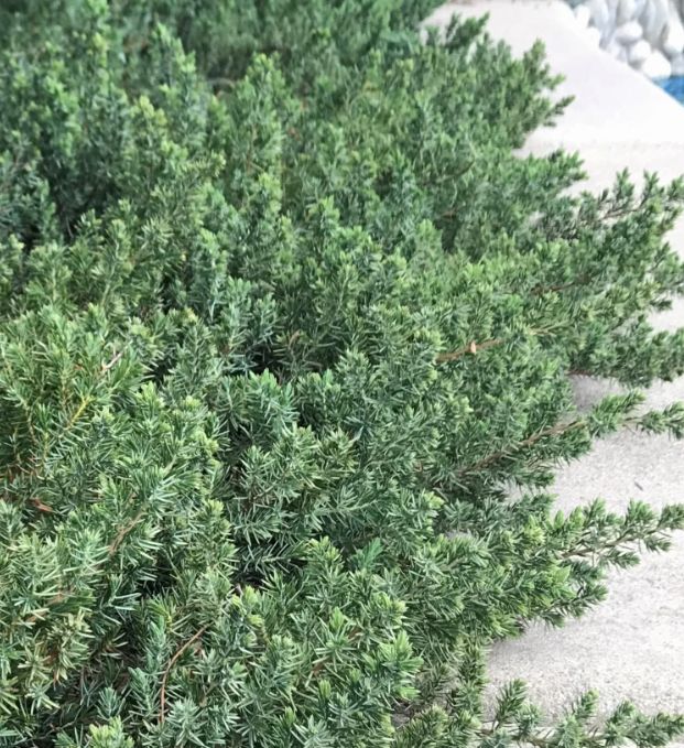 Juniper blue shore pacific 1 gal