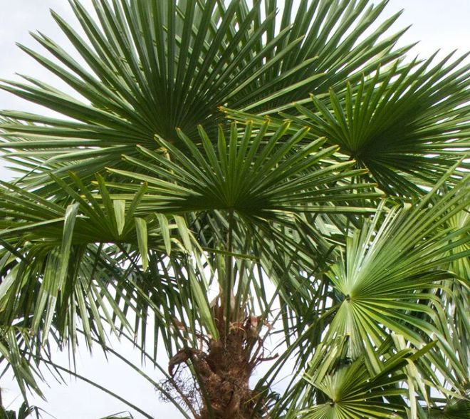 Windmill palm 1 gal