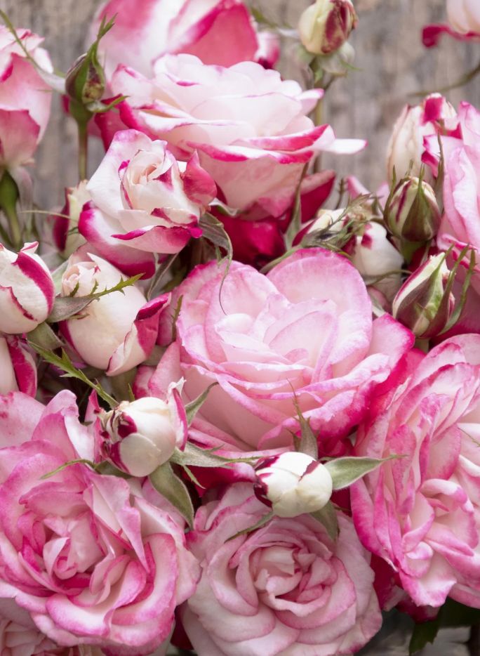 Rose grace n grit bicolor pink 2 gal