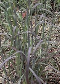 Andropogon Holy Smoke 1 gal