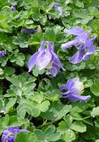 Aquilegia Blue Angel 4&quot;