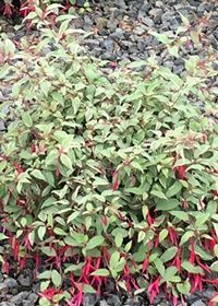 Fuchsia Tricolor 1 gal