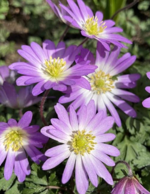 Anemone blanda charmer &quot;