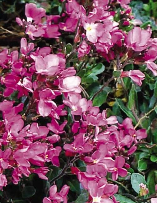 Arabis spring charm 4&quot;