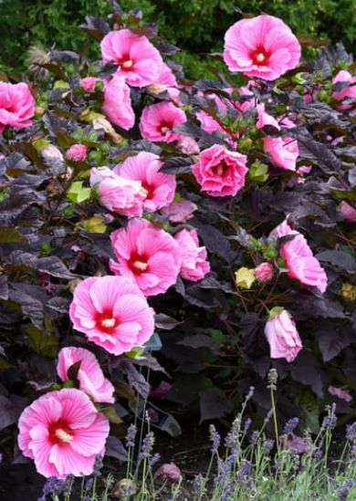 Hibiscus Summerific edge of night 2 gal