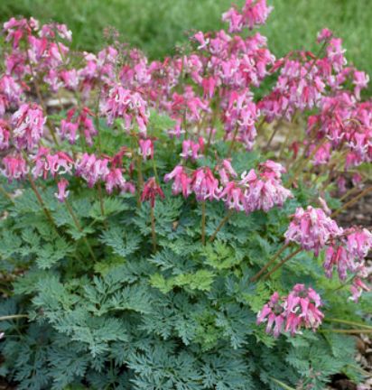 Dicentra Pink Diamonds 1 gal