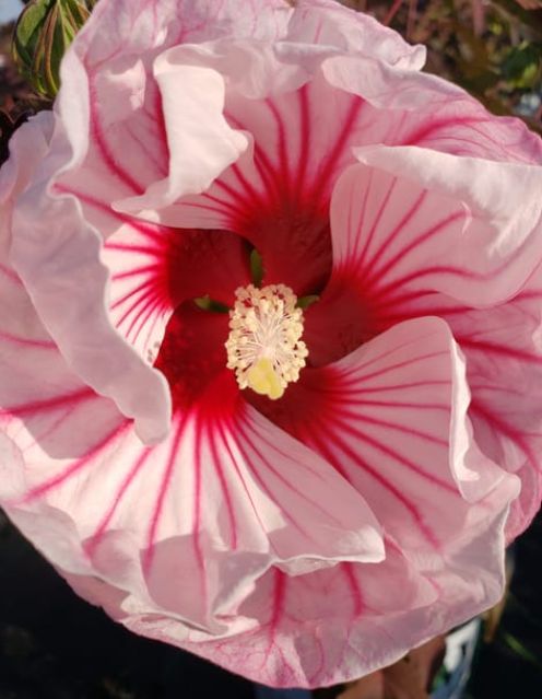 Hibiscus Summerific Cherry Choco Latte 2 gal
