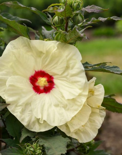 Hibiscus Summerific french vanilla 2 gal