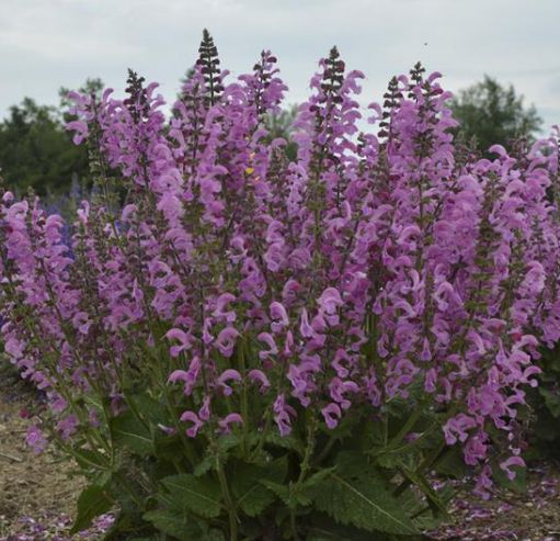 Salvia moulin rouge 1 gal
