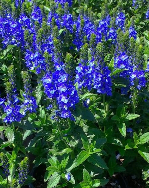 Veronica Venice blue 4&quot;