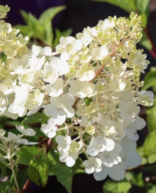 Hydrangea vanilla strawberry 2 gal