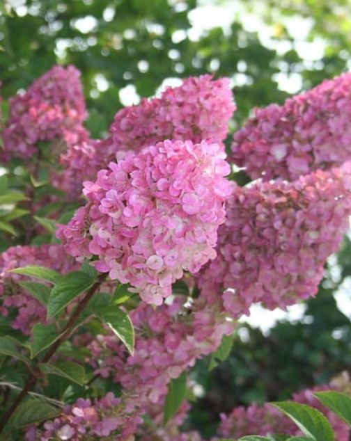 Hydrangea Strawberry Sundae 2 gal