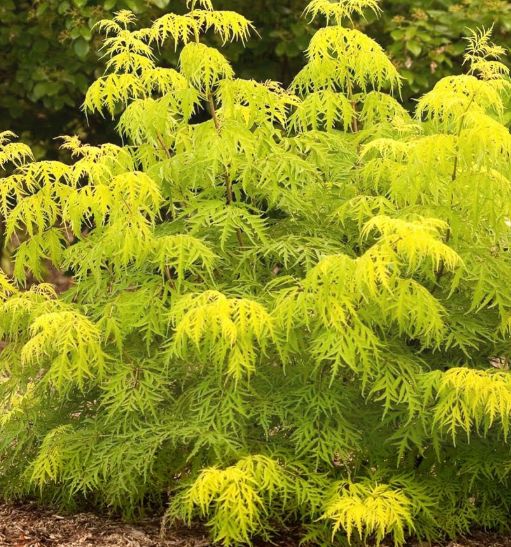 Sambucus lemony lace 2 gal