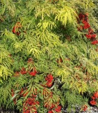 Sambucus sunrise surprise 2 gal
