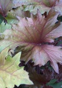 Ligularia Osiris Cafe Noir 1 gal