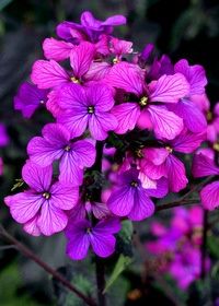Lunaria Rosemary Verey Qt