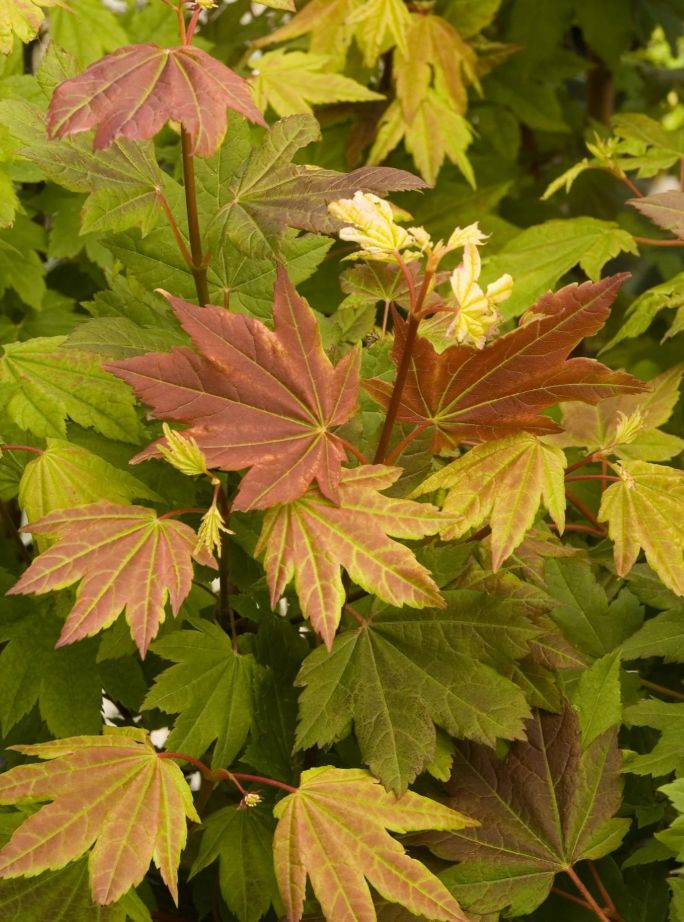 Vine Maple pacific fire 1 gal