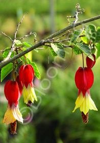 Abutilon Trailing 1 gal