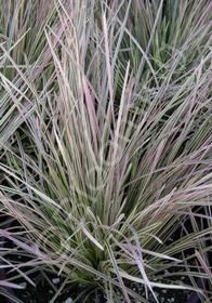 Deschampsia Northern Lights 1 gal