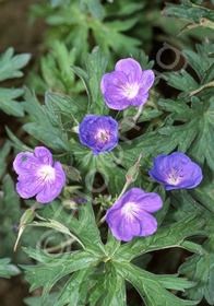 Geranium Brookside 1 gal