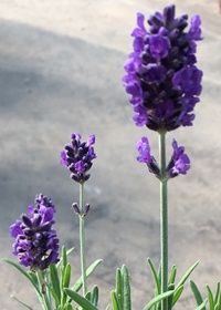 Lavender Sentivia Blue 1 gal