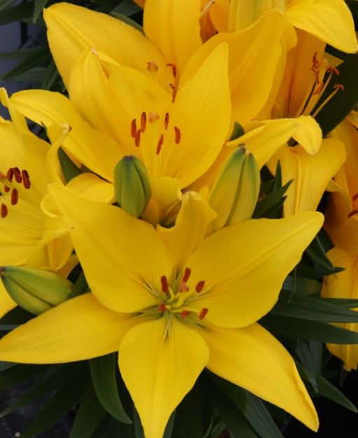 Lily Tiny ranger 1 gal