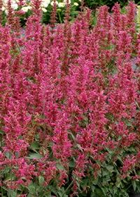 Agastache Morello 1 gal