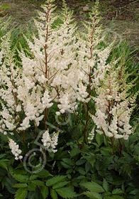Astilbe Bridal Veil 1 gal