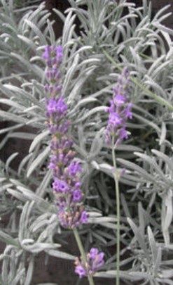 Lavender Dilly Dilly 1 gal