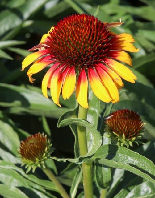 Echinacea feathered parrot Qt