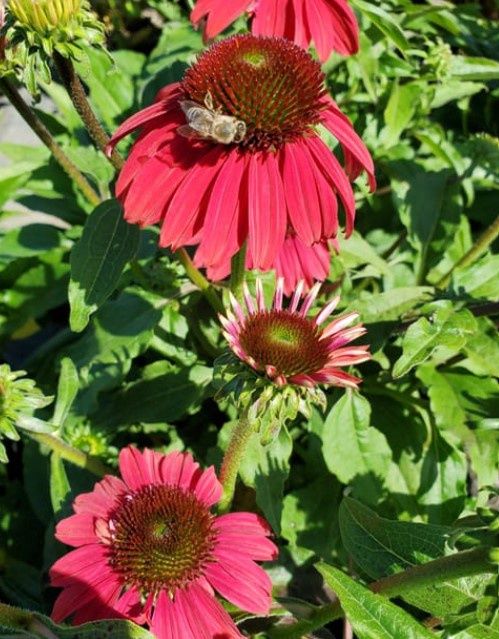 Echinacea Baja Burgundy QT