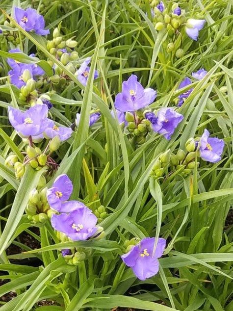 Tradescantia Amethyst kiss 1 gal