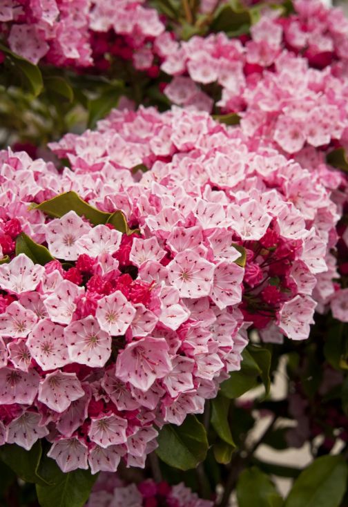 Kalmia Olympic Fire 2 gal