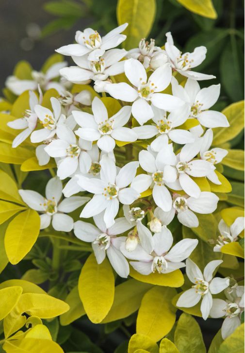 Choisya Ternata Sundance 1 gal