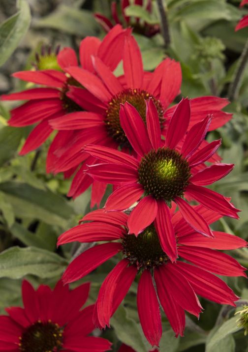 Echinacea Evl. Embers Fever 1 gal