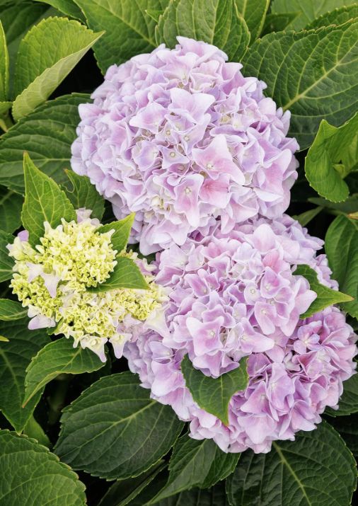 Hydrangea Kitty Hawk 2 gal